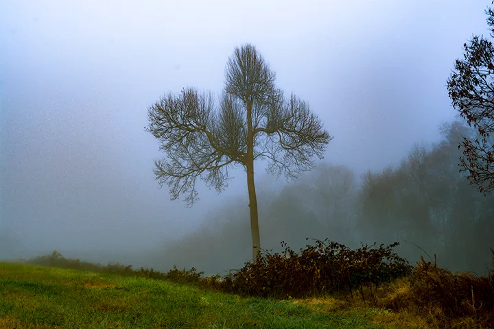 Fanniesloan 2015 Fog 17