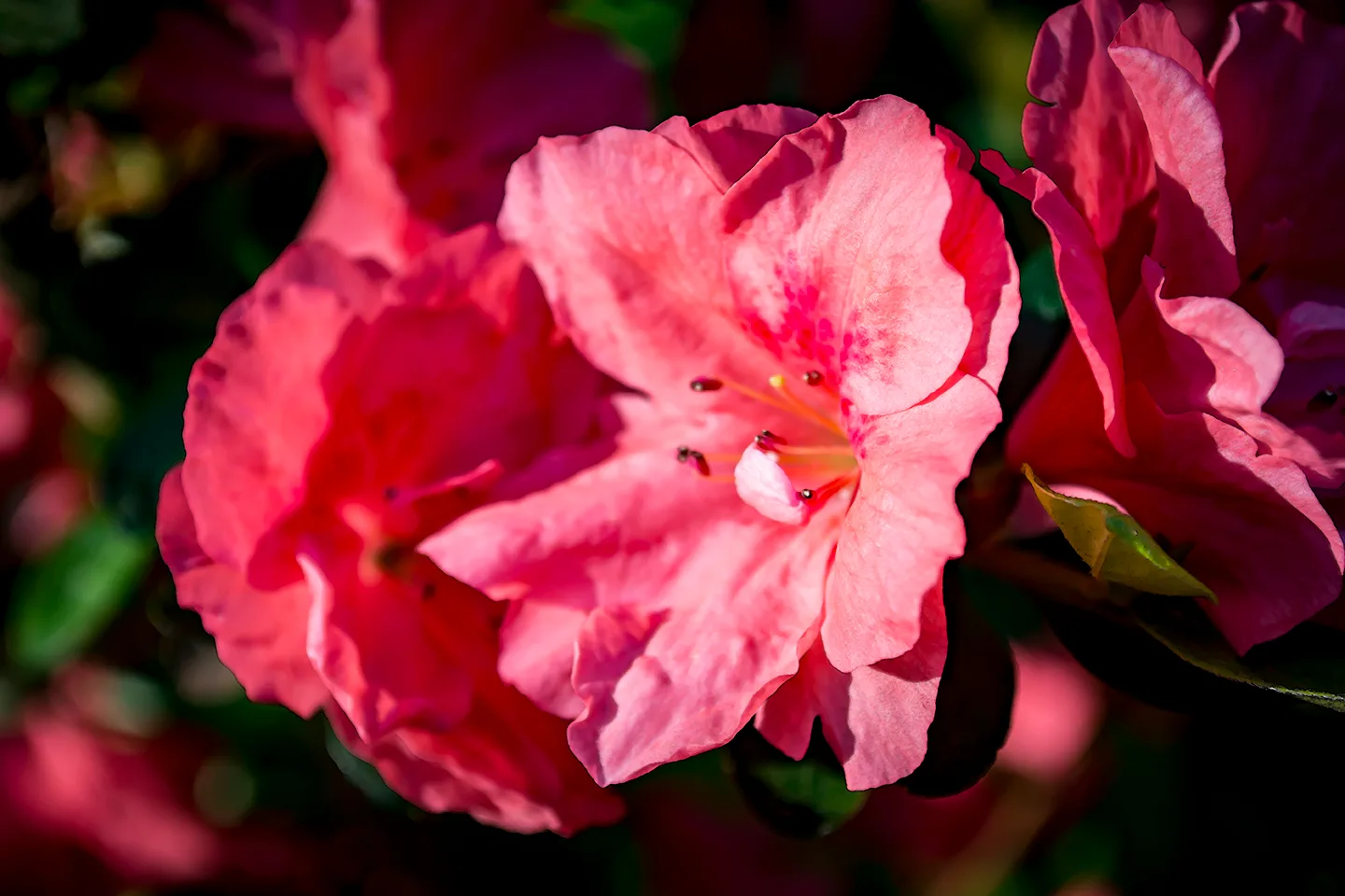 Azaleas 9