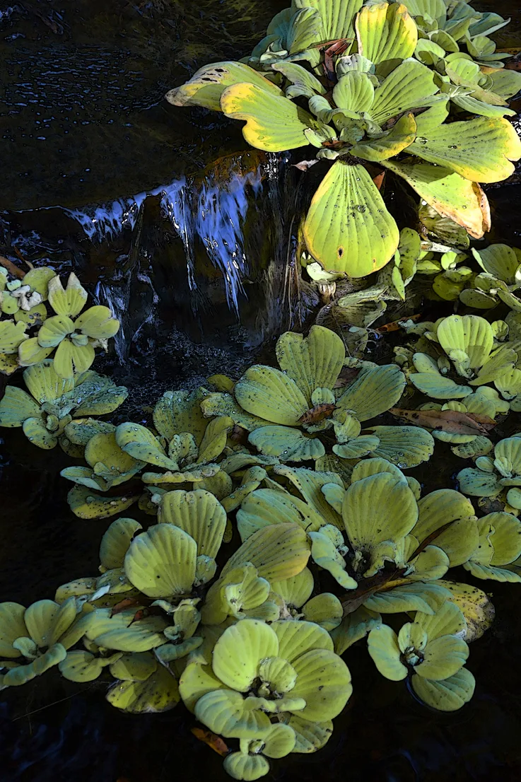 Water Plants
