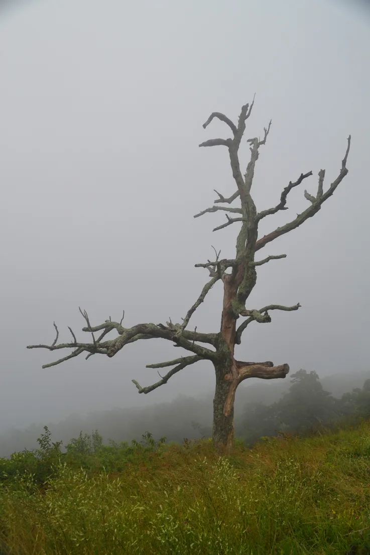 Dead Tree 2