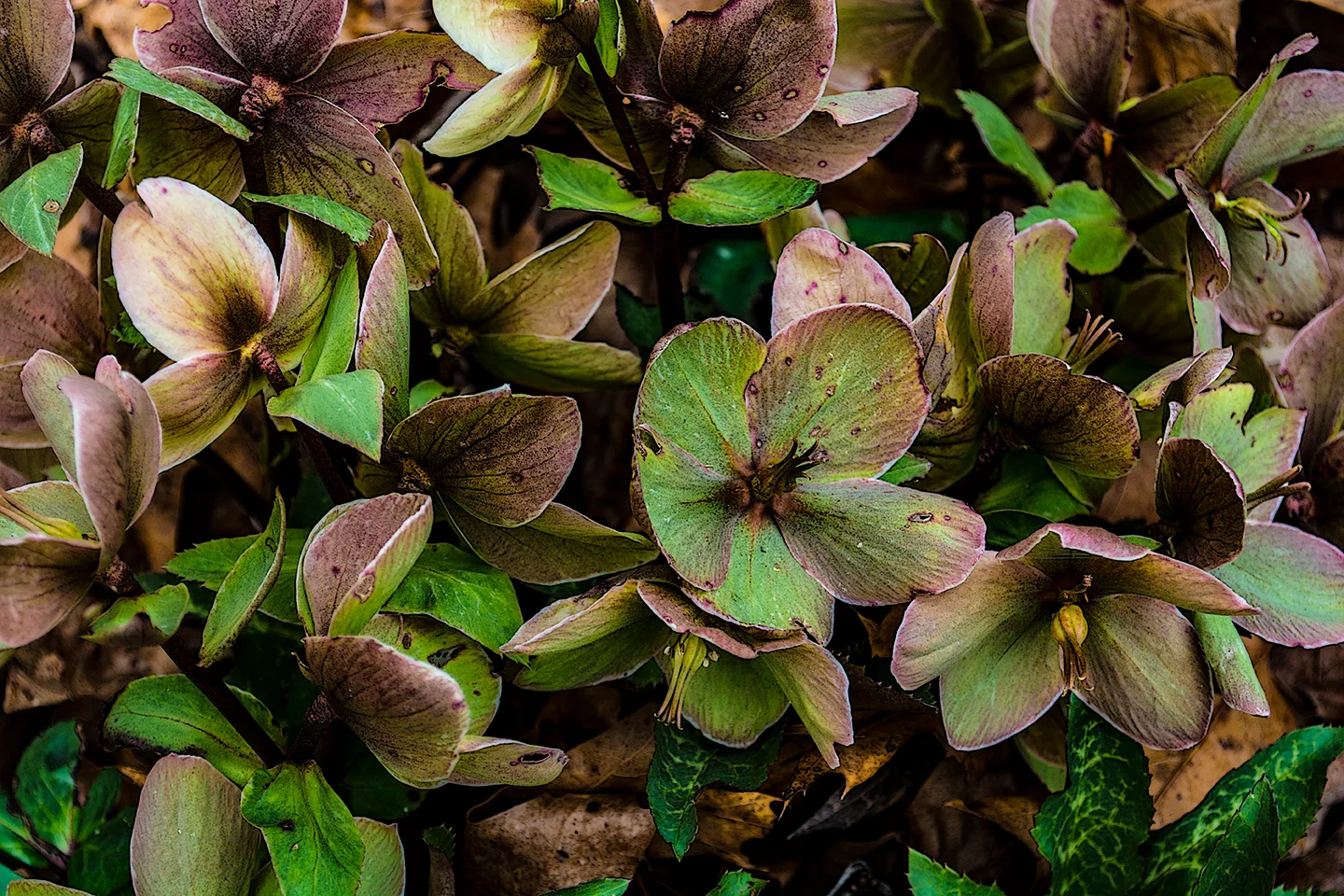 lentinRose 4