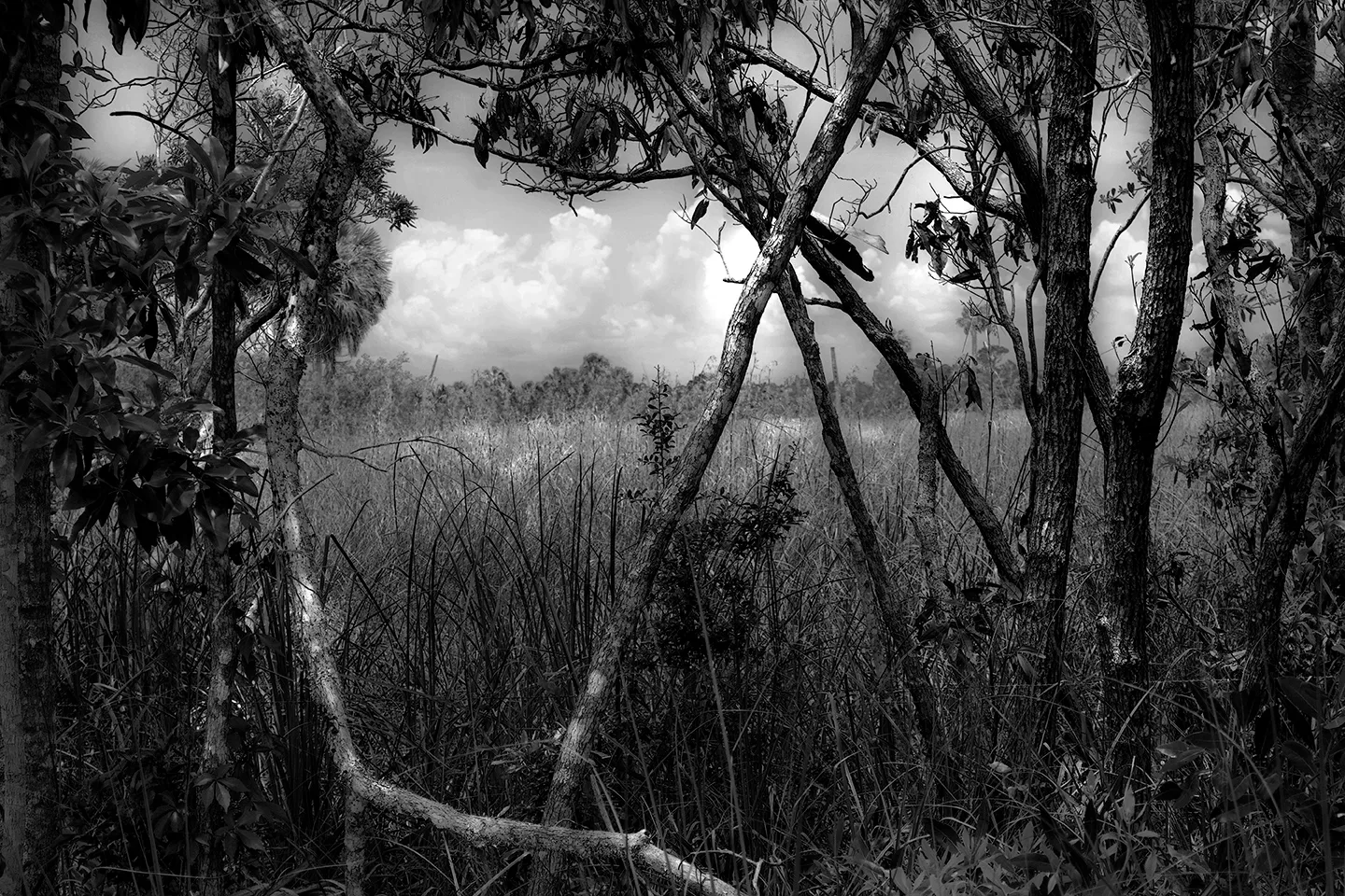 Cedarkey 4 B&W