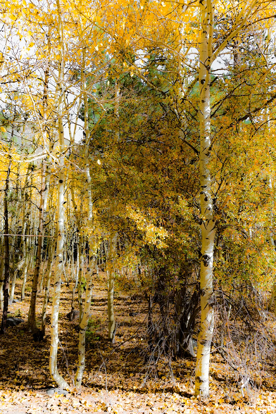 Yosemite Along Tioga