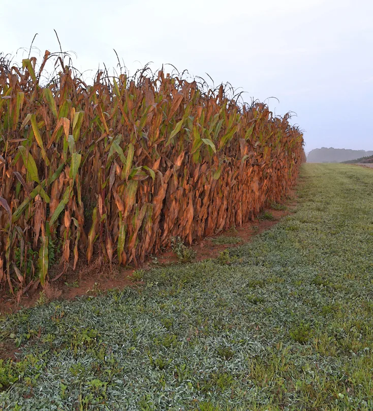 Cauble Creek Corn Field