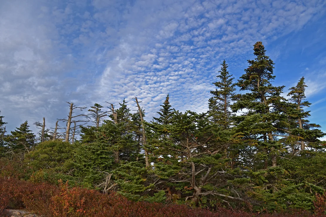 Acadia Trees Fall 1-5