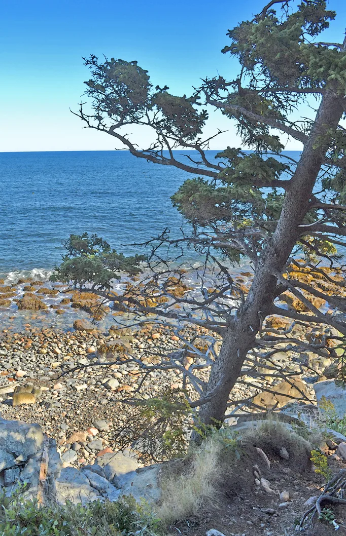 Acadia Shore Fall 1-22