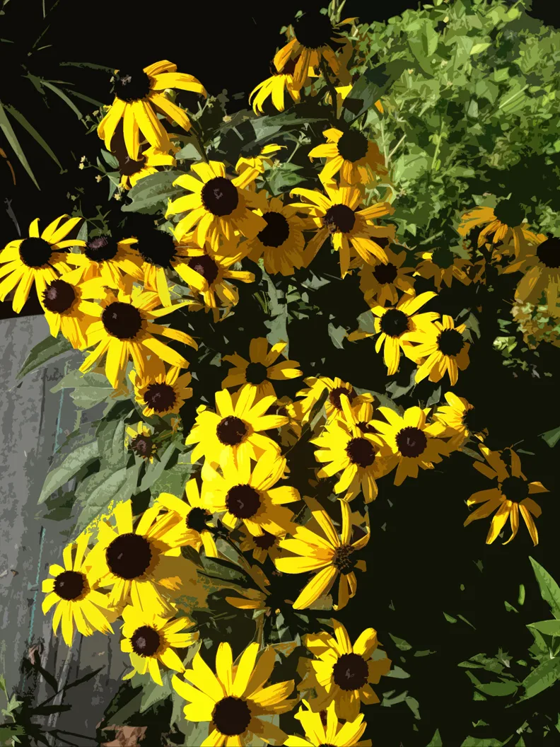 Black Eyed Susan 2