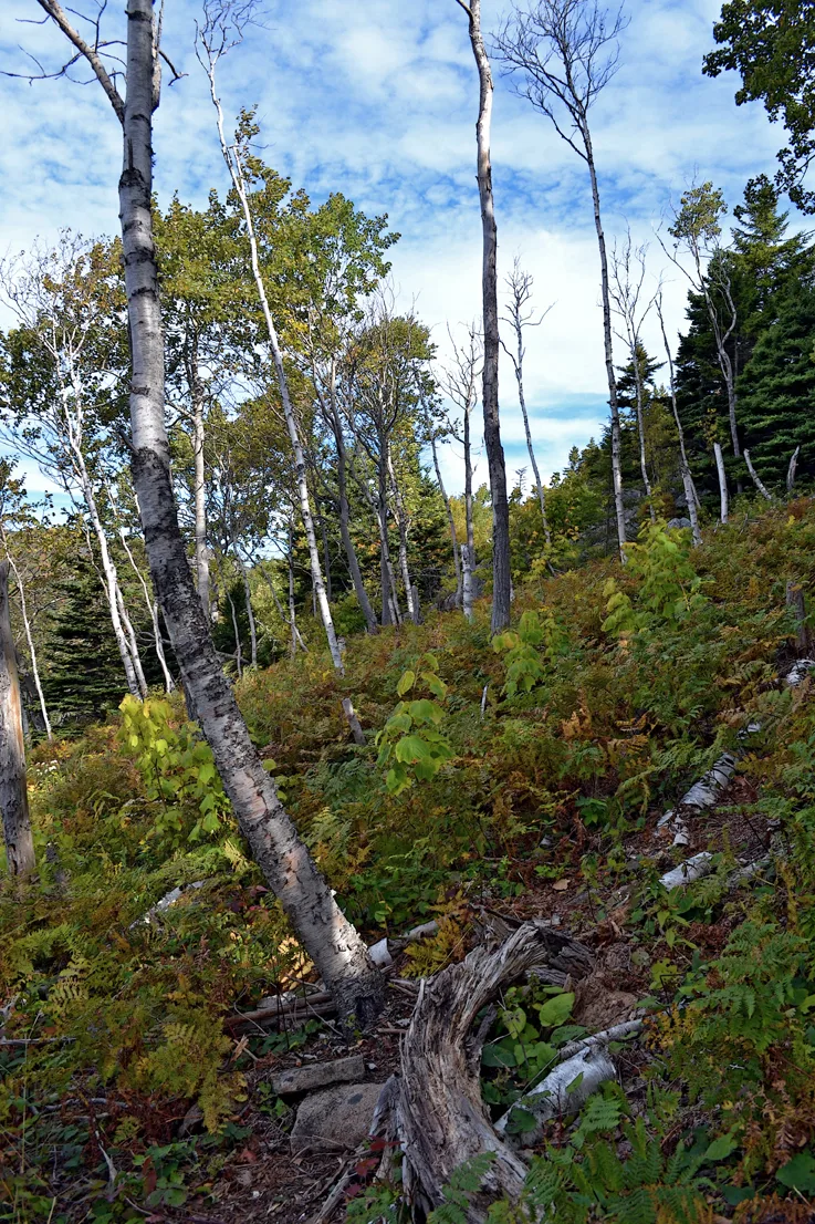 Acadia Trees Fall 1-19