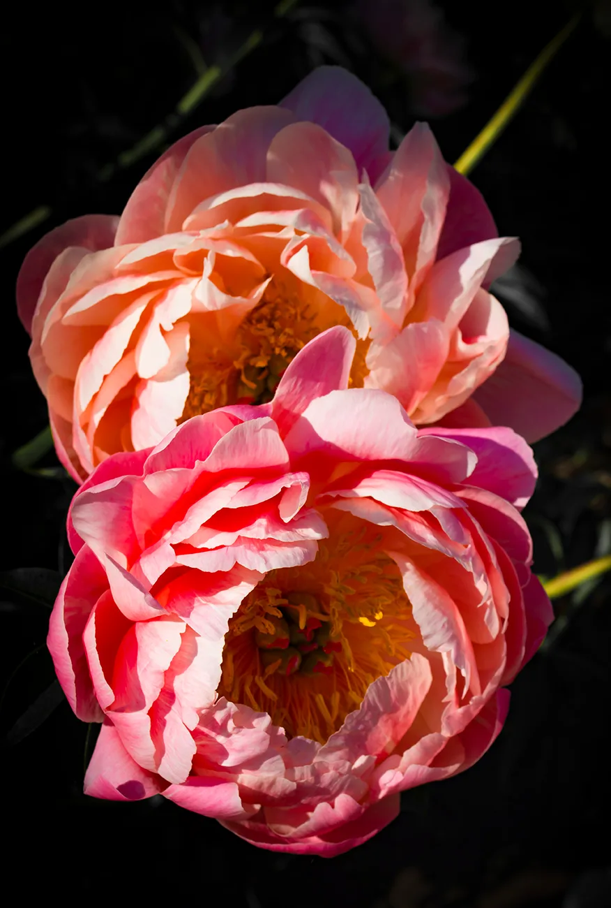 Peony 2