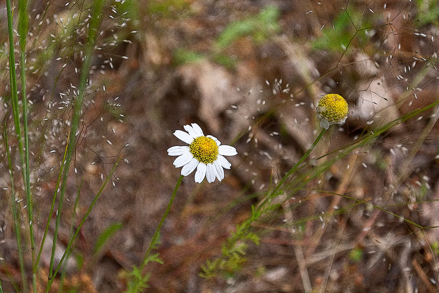 Whitedaisy 1