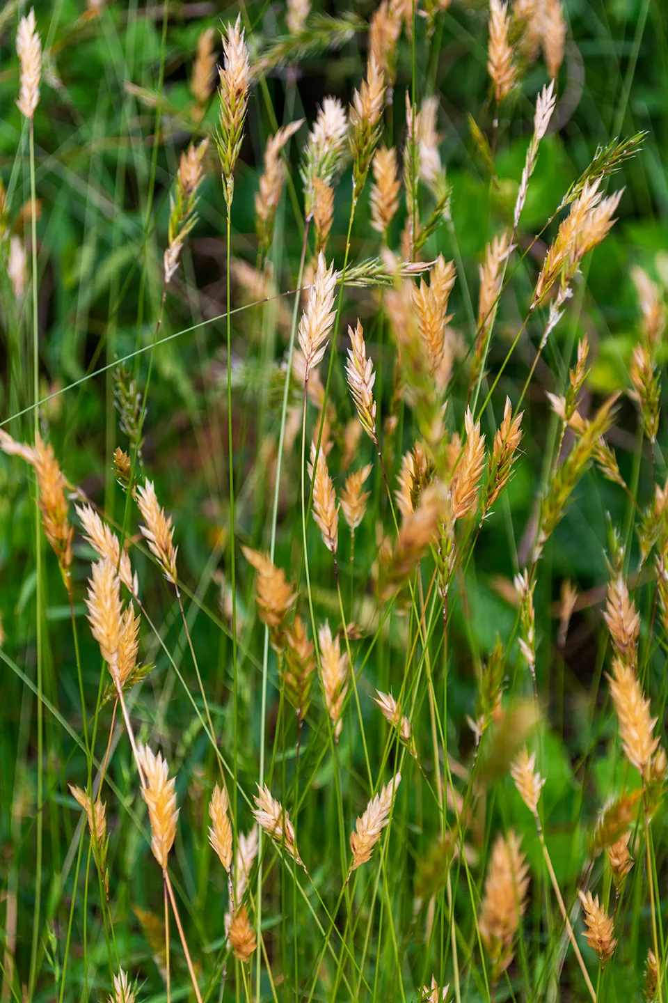 Grassweed 1