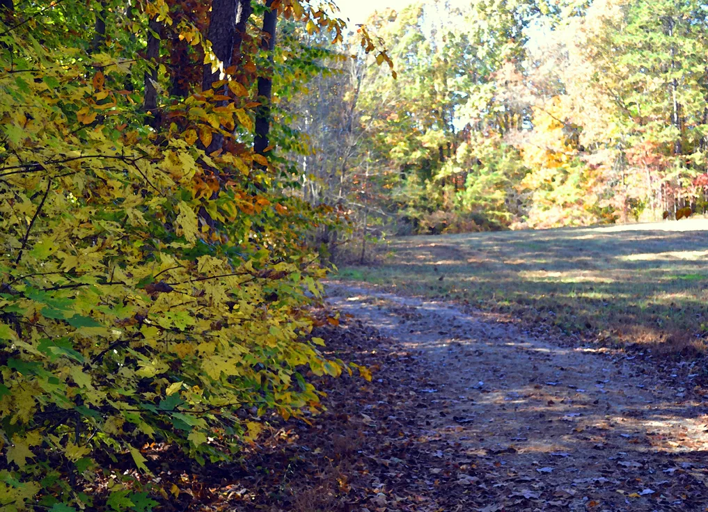 wildlife Association 8