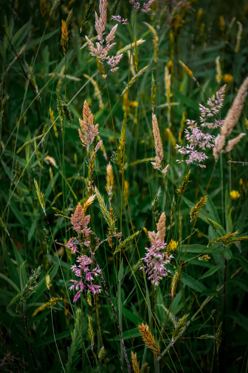 Grassweed 2
