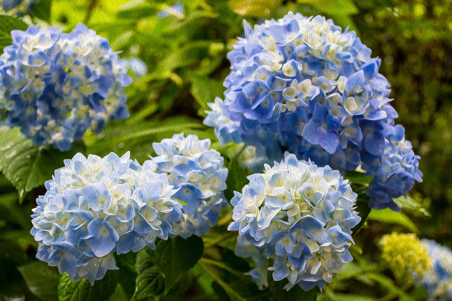 Bluehydrangeaspaint