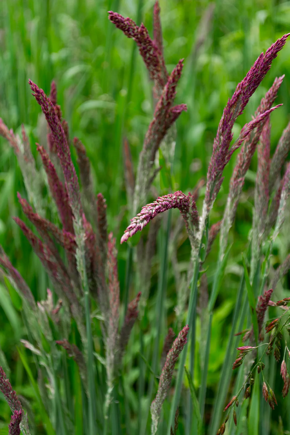 Purplegrass 1