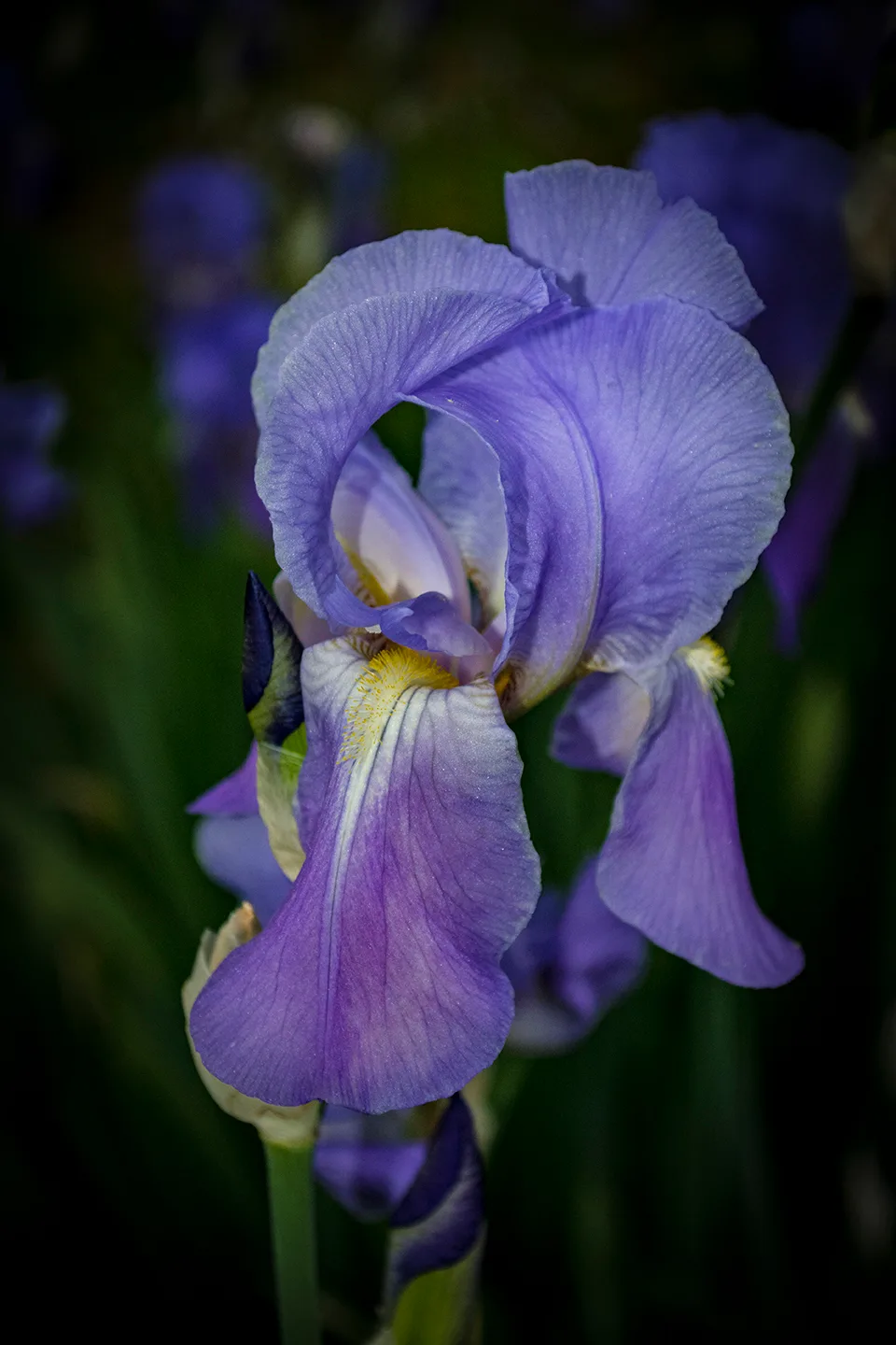 Iris 2 2018