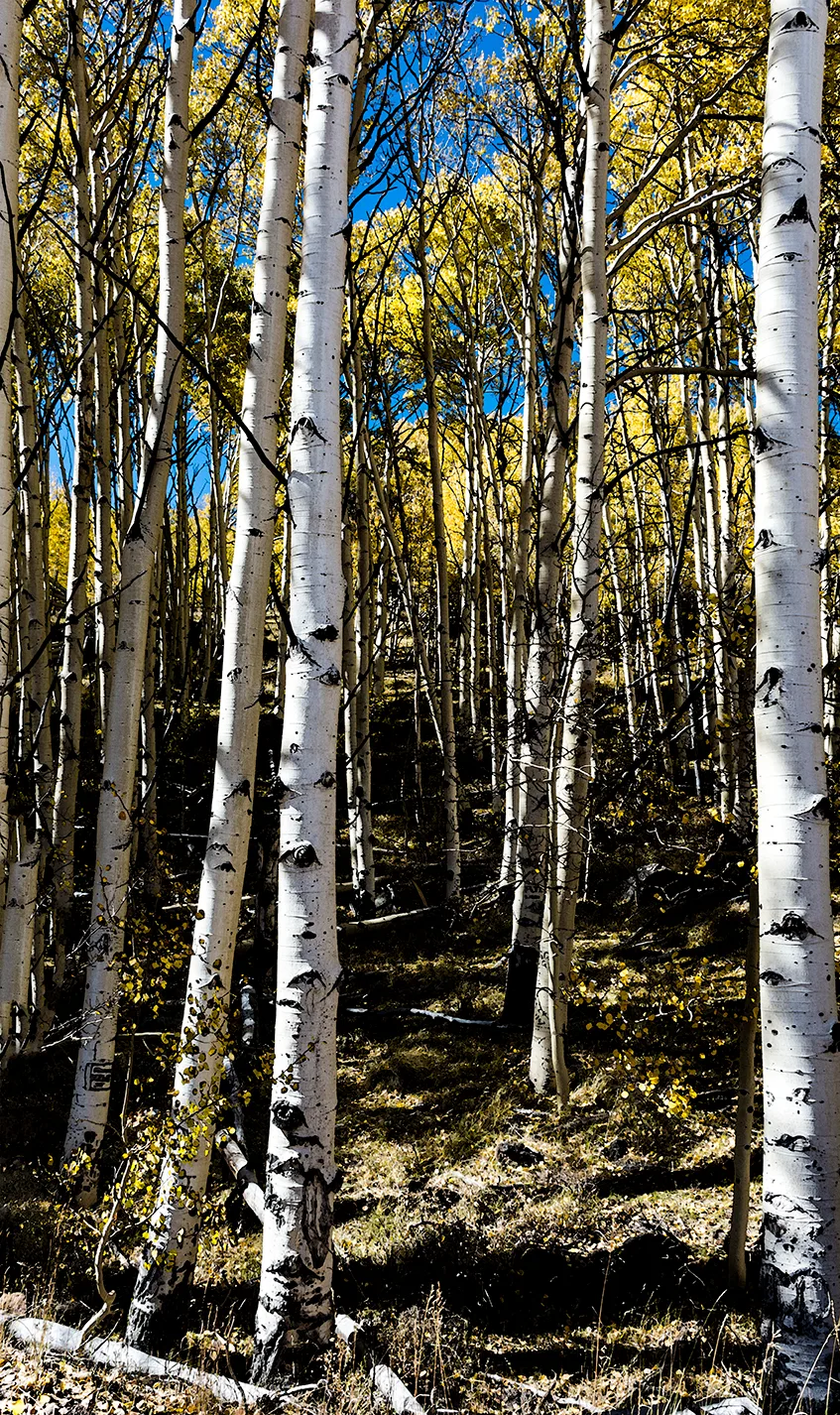 Dixienationalforest 6