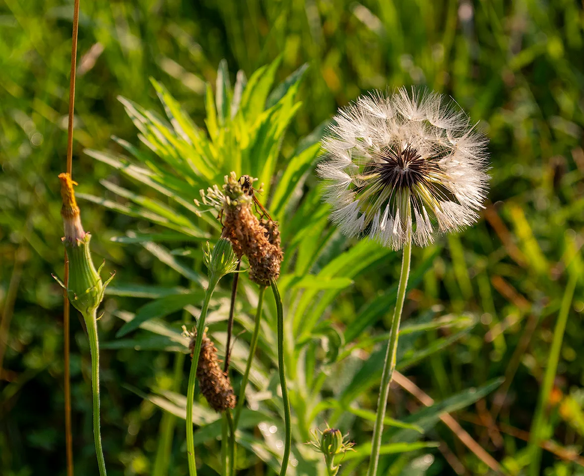 Dandelion 1