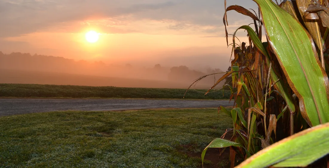 Cauble Creek Corn Field 2