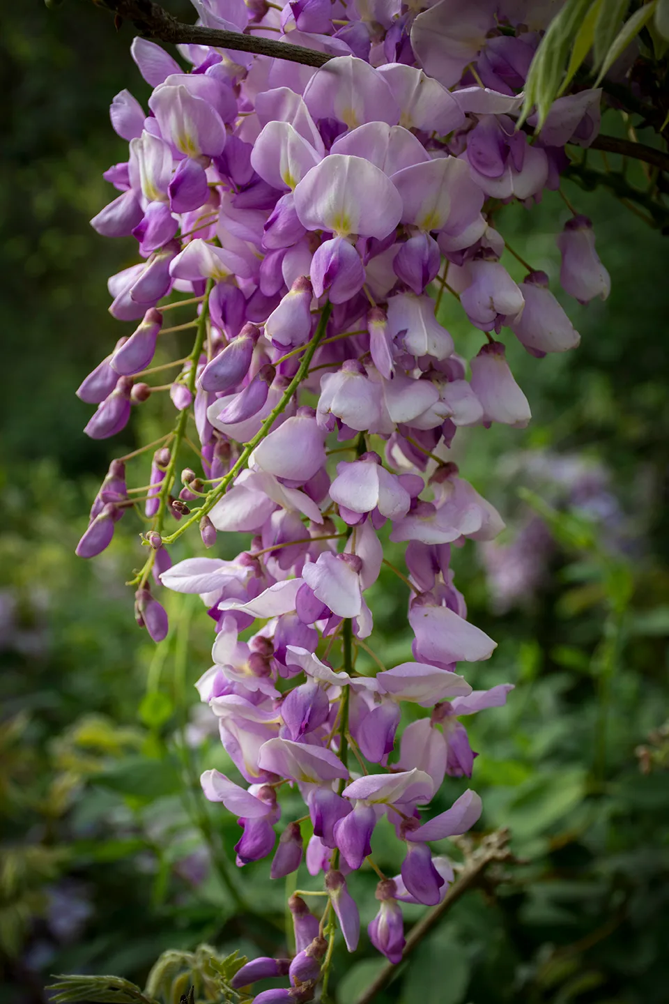 Wisteria 4