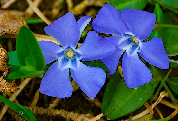 Blueflower 1