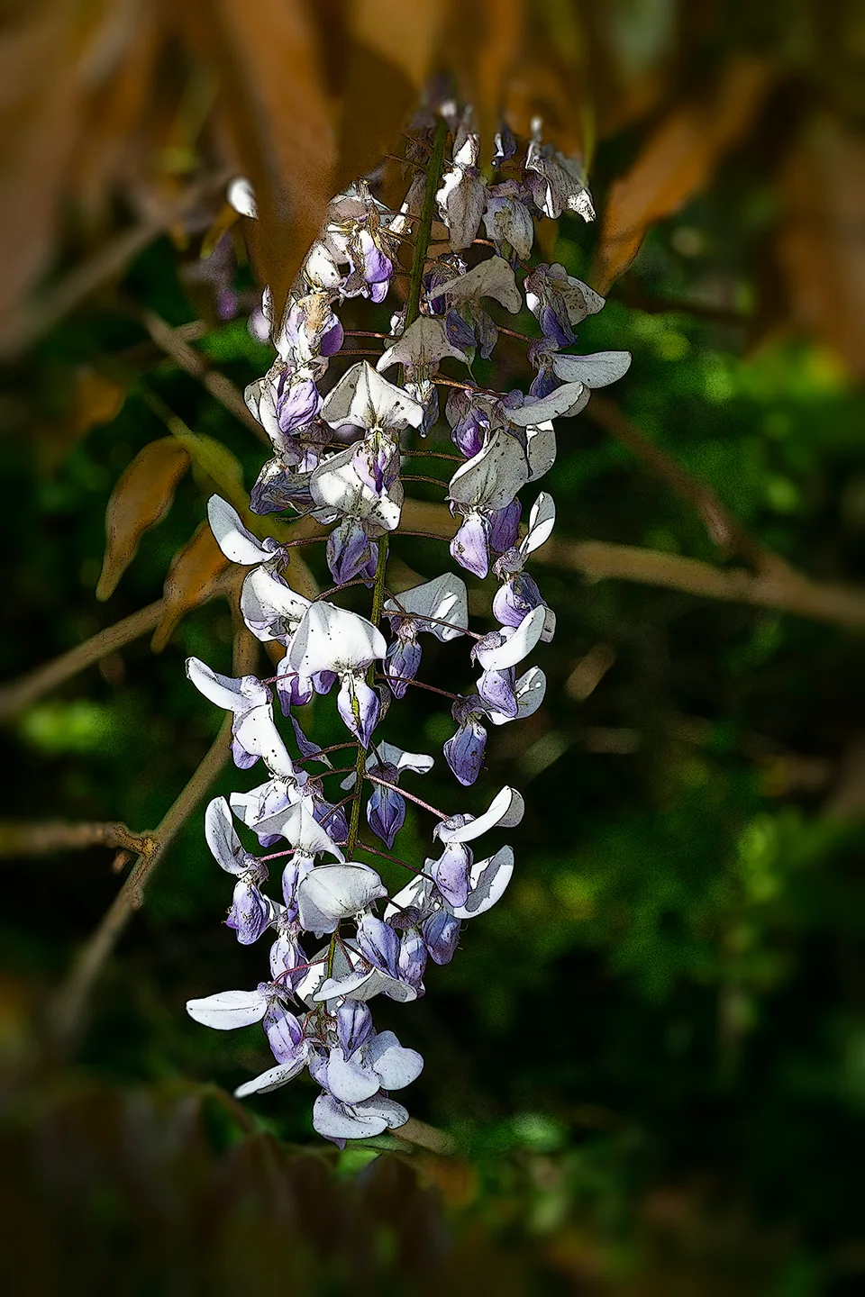 Wisteria 1