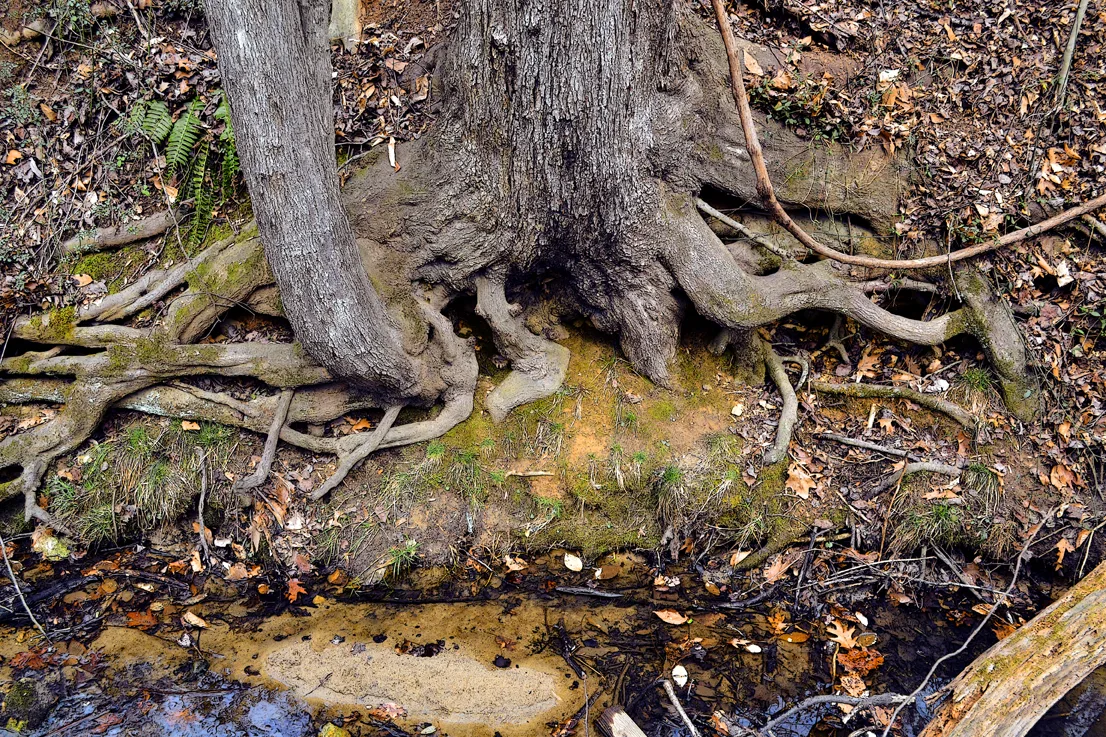 Tree Roots