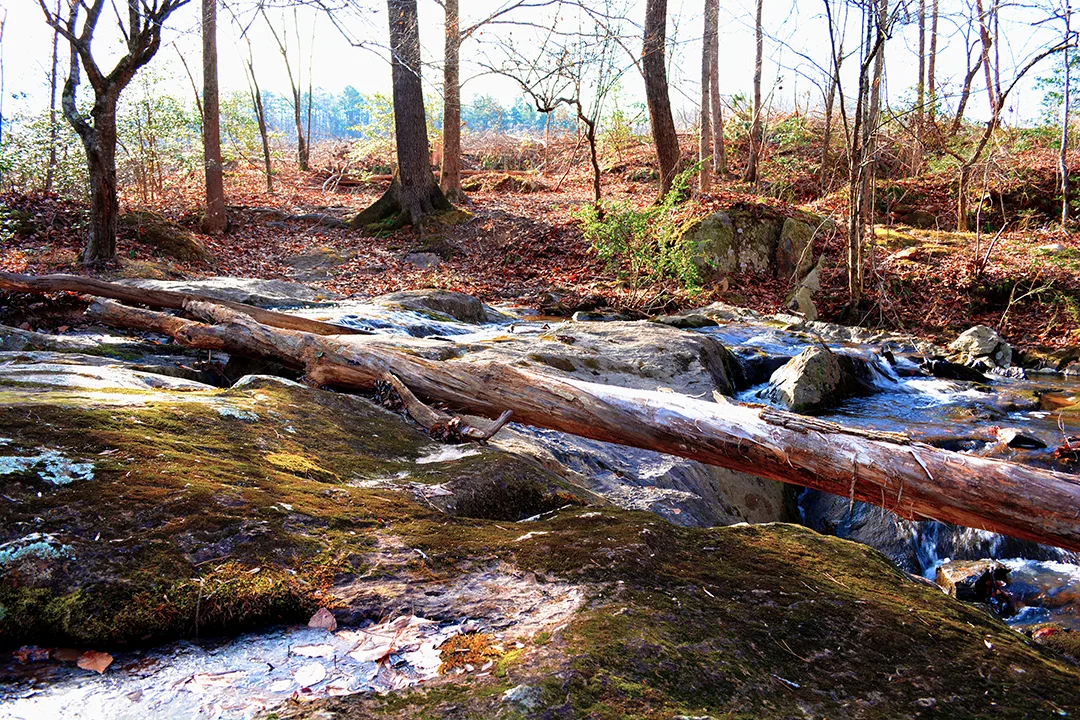Uwharrie Stream 4