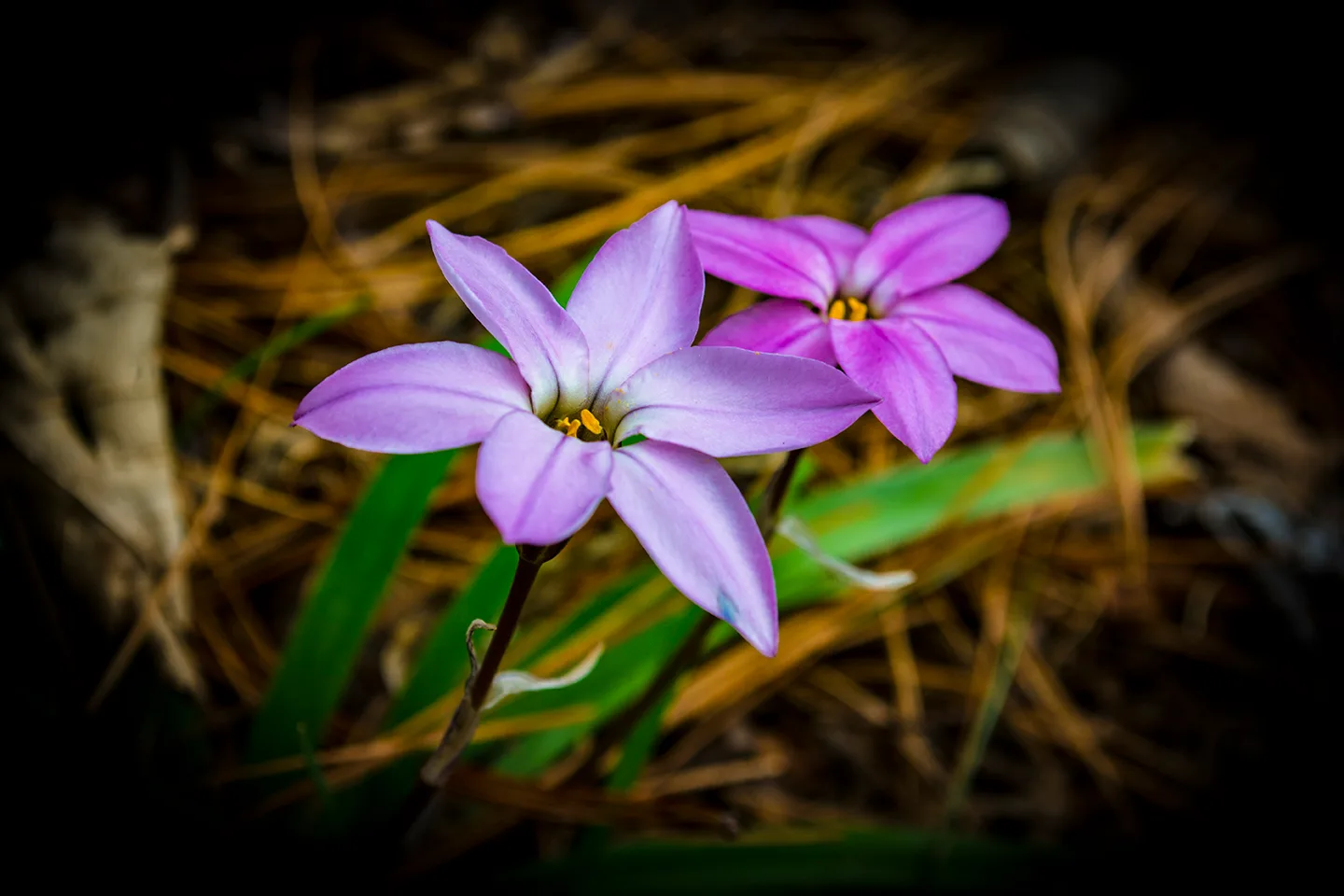 Purple Flowers