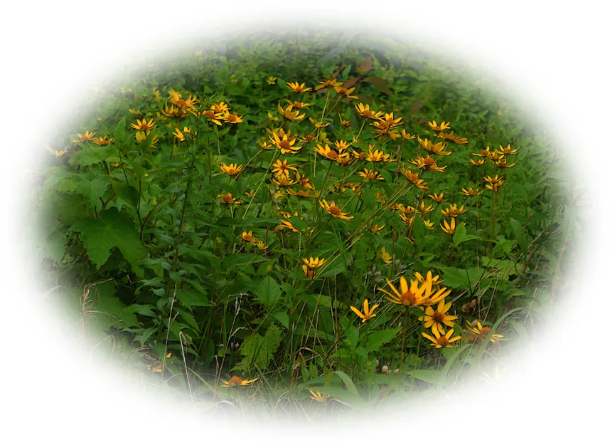 Blackeyed Susan Round
