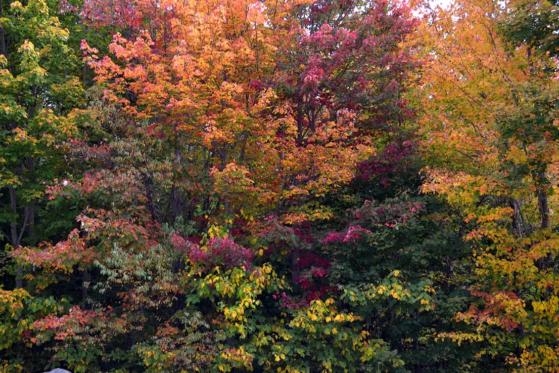 Fall Color 1