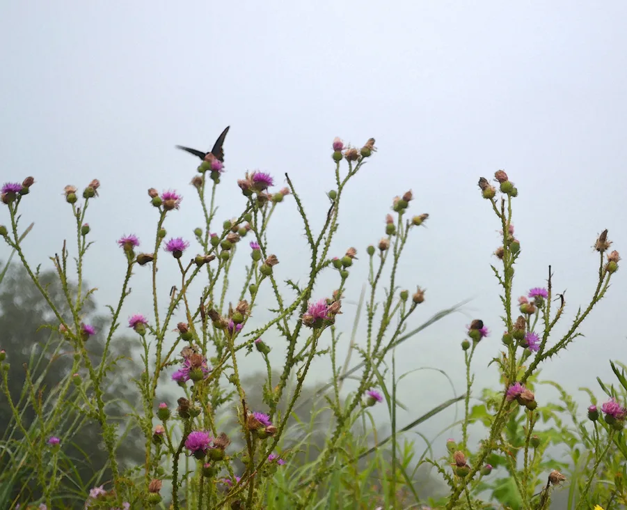 Purple And Butterfly