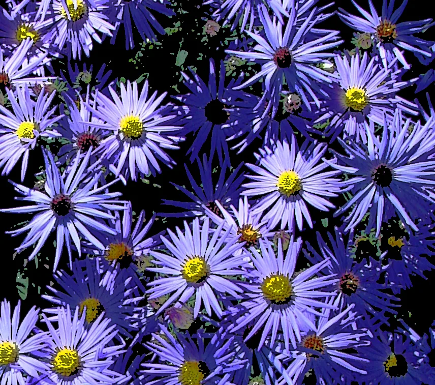 Purple Chrysanthamums