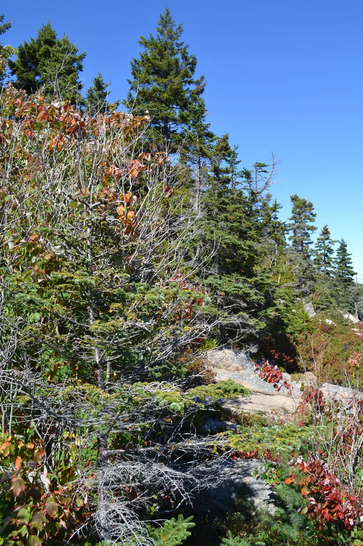 Acadia Trees Fall 1-1