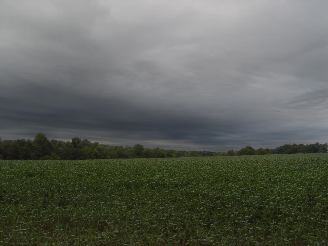 Landscape Backyard 2