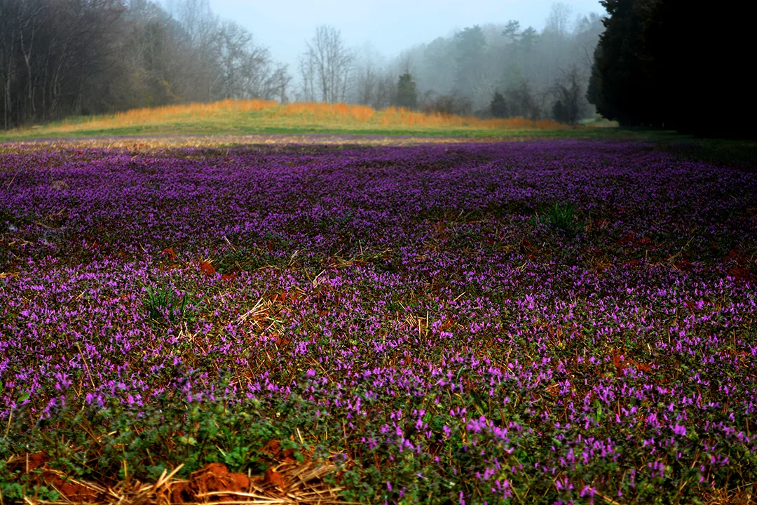 Purple Field 2