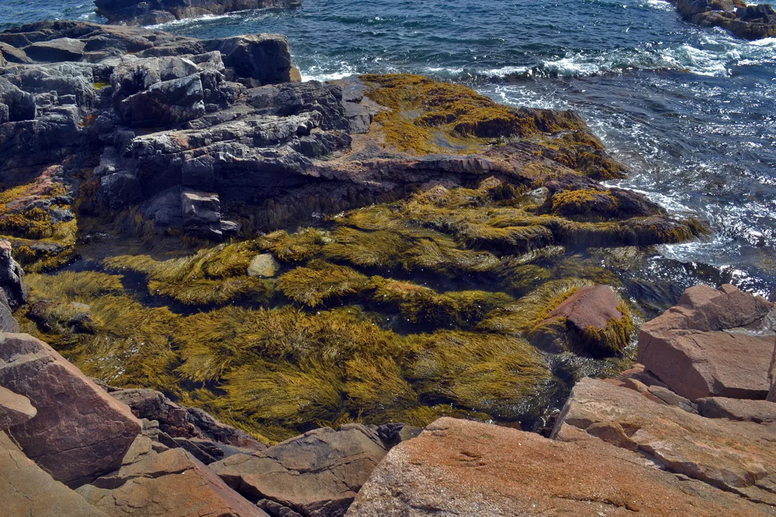 Acadia Rocks 1