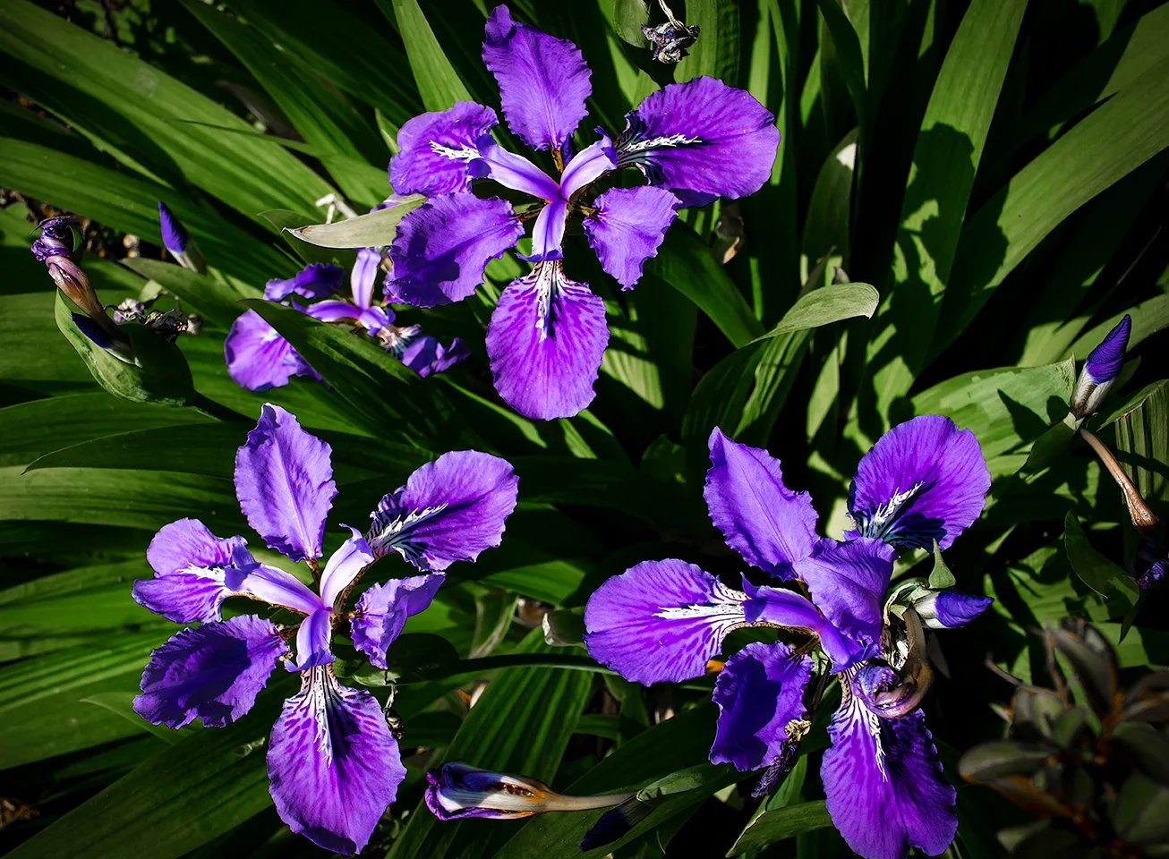 Iris 4