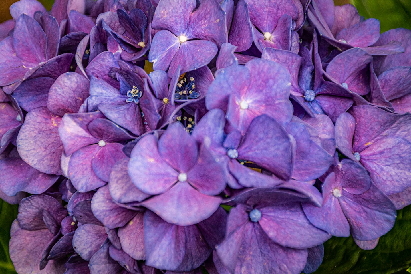 Hydrangeas 2