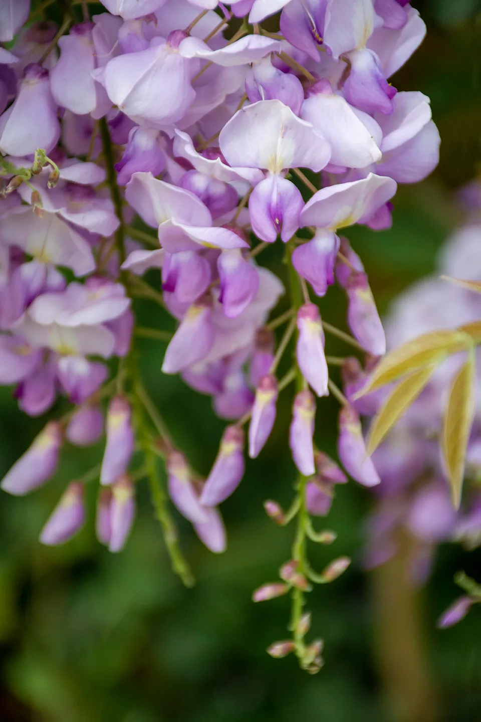 Wisteria 3