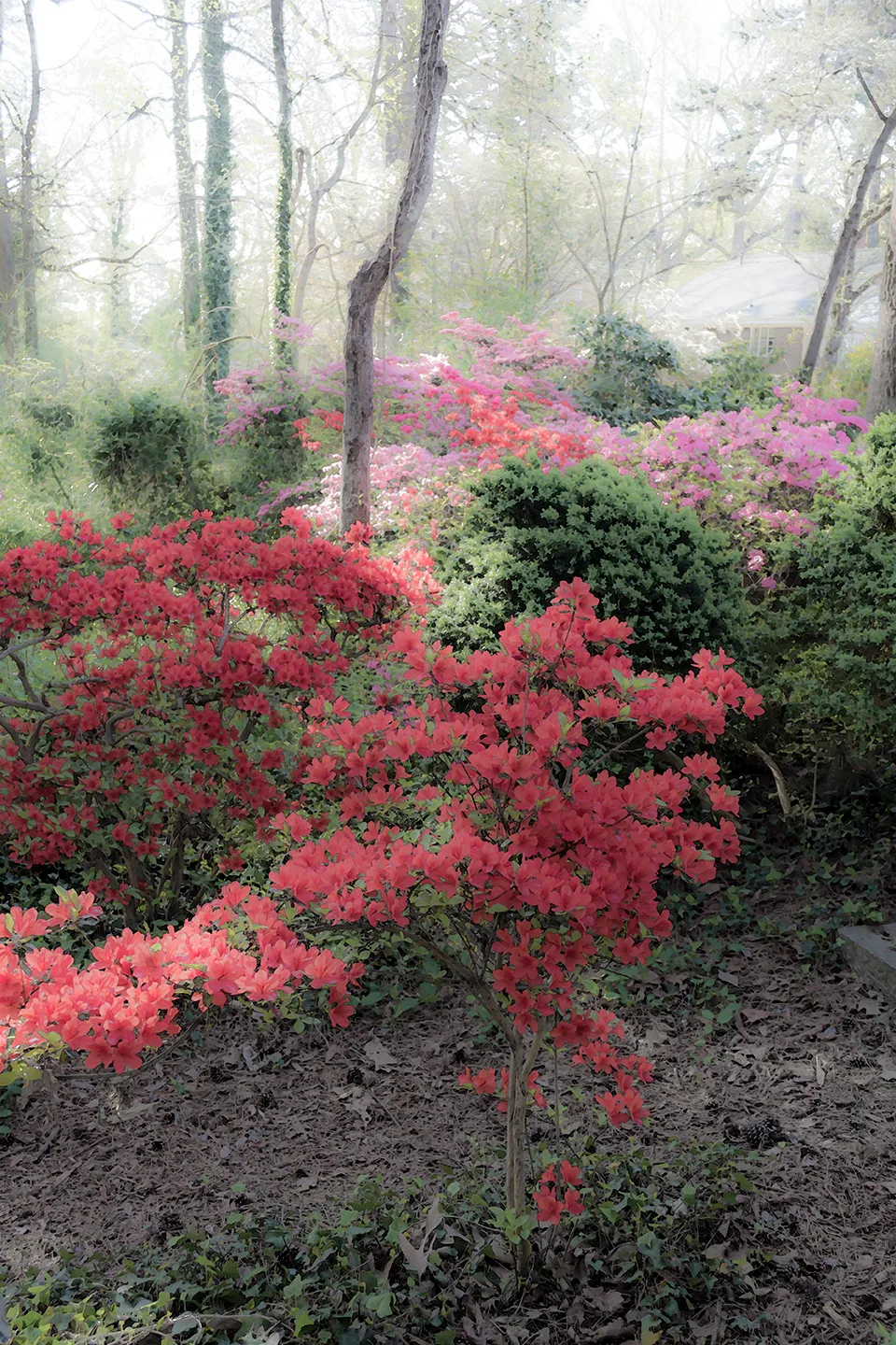 Azaleas 5