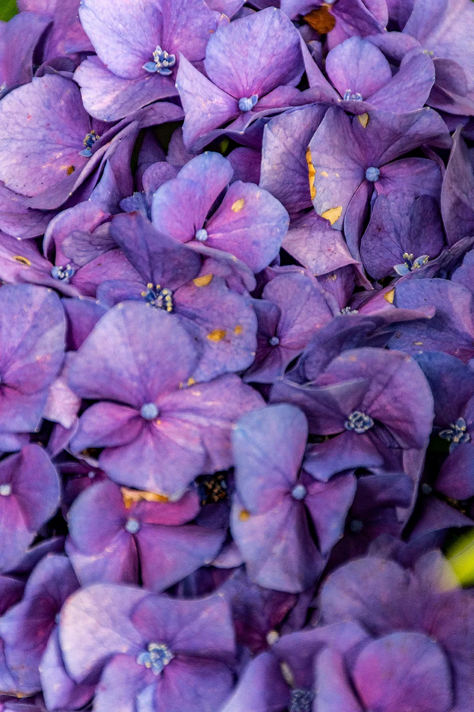 Purplehydrangea 1