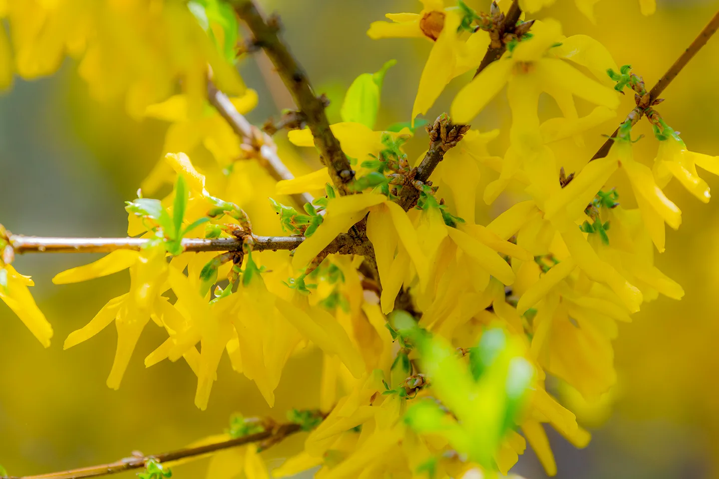 Forsythia 1
