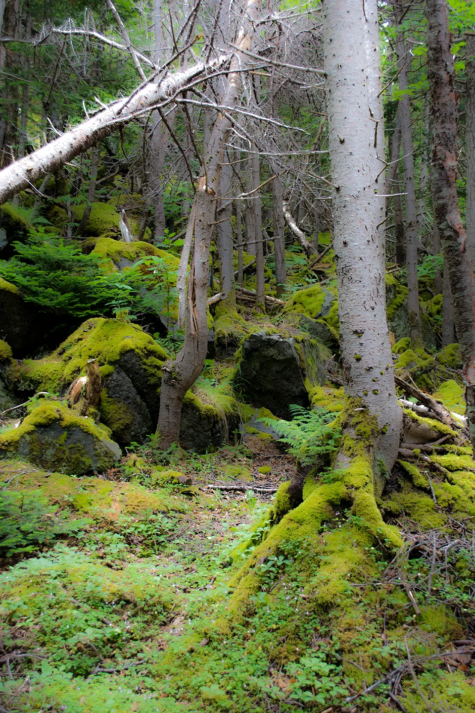 Newfoundlandwestcoast 13