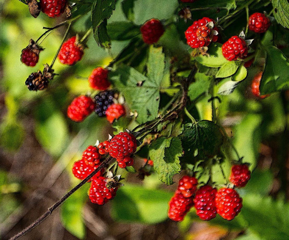 Blackberriesred 1