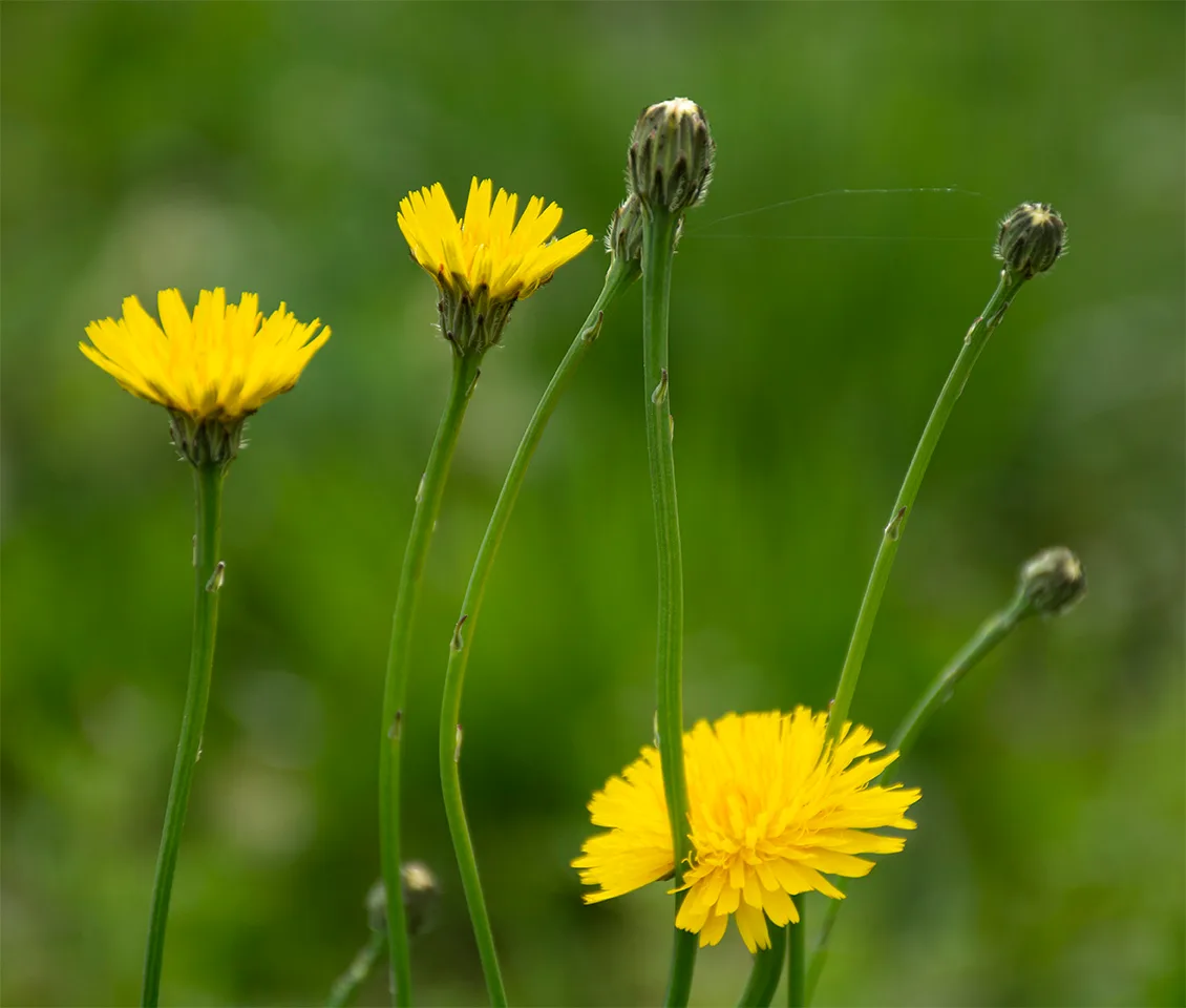 Dandelions 2