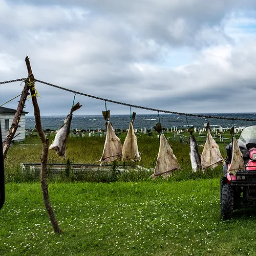 Newfoundlanddryingfish