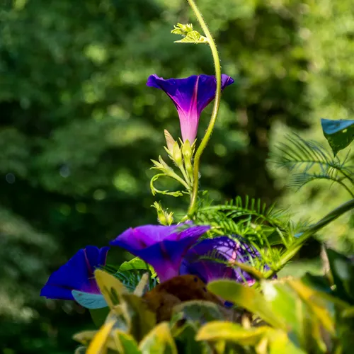 Morningglory 1