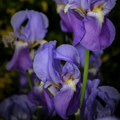 Iris 3 2018