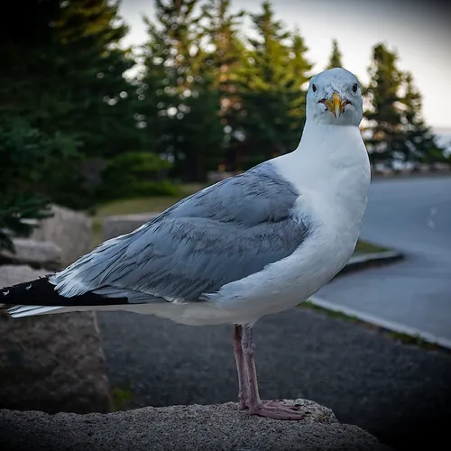 Seagull 1